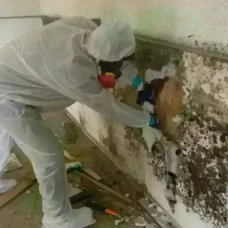 Mold Remediation and Removal in Sargent County, ND